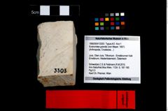 Foto (Objekt + Etikett) von Eodromites grandis (von Meyer, 1857)  (NHMW-GEO-1990-0041-3303)